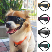 Dog wearing UV-proof goggles for sun protection