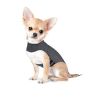 Dog wearing anti-anxiety jacket for relaxation