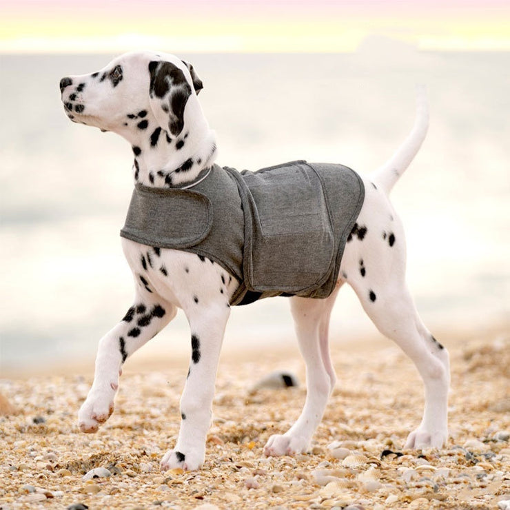 Dog wearing anti-anxiety jacket for relaxation